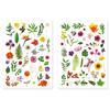 Gommettes - Non spécifié - Herbier - 73 pièces - 1,2 à 6 cm - Multicolores