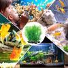10Pcs Small Compact Artificial Aquatic Plants Plastic Fish Tank Ornaments for Aquarium Decoration Fresh Salt Water Compatible