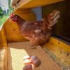 Cross-Border Hot  6PCS Chicken  Pad – Easy-to-Clean Hen Coop Bedding