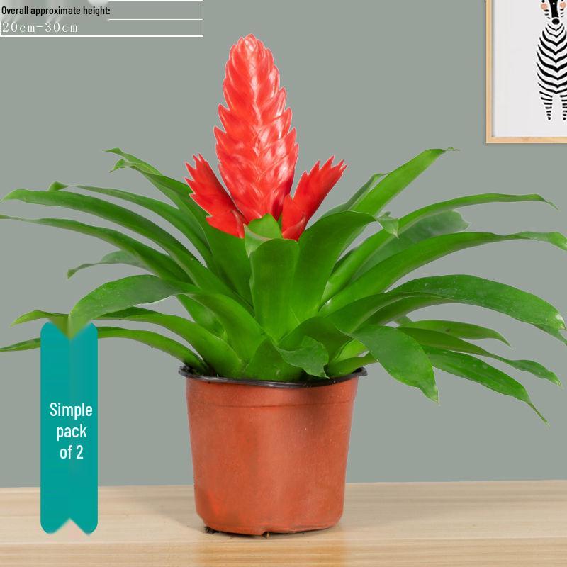 Jade Fan: Indoor Easy-Care Green Plant for Wealth & Blooms