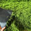 DIY Artificial Grass Rug Lifelike Durable Fake Moss Lawn No Watering Realistic Fake Green Grass Mat Home Decoraion