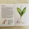 [USED] Foreign books, old books, Czech botanical encyclopedias, bulbous plants, tuberous plants, tulip cover