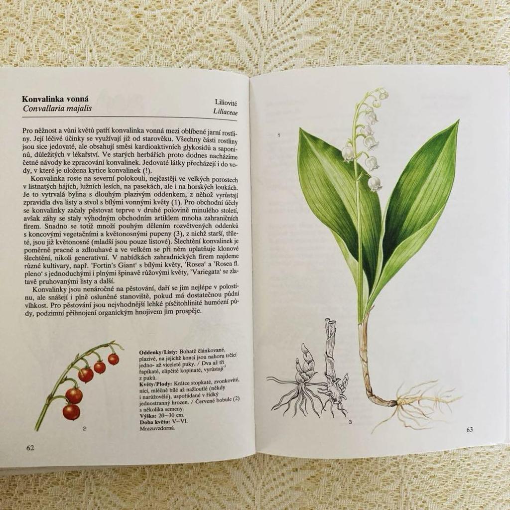 [USED] Foreign books, old books, Czech botanical encyclopedias, bulbous plants, tuberous plants, tulip cover