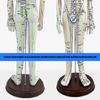 Model Uman pentru Practică de Acupunctură cu Puncte de Acupunctură și Meridiane Punct Model Masculin de Acupunctură Model Feminin de Acupunctură