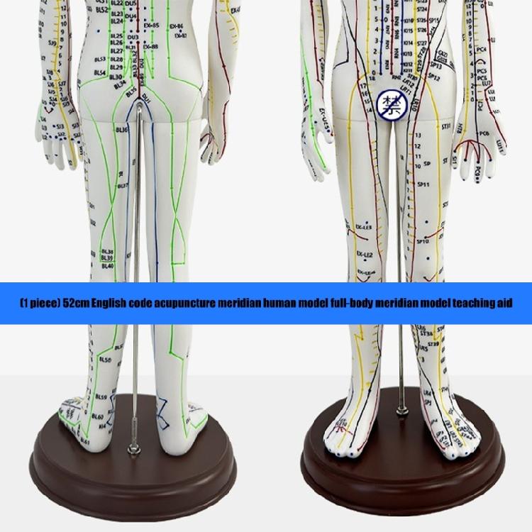 Model Uman pentru Practică de Acupunctură cu Puncte de Acupunctură și Meridiane Punct Model Masculin de Acupunctură Model Feminin de Acupunctură