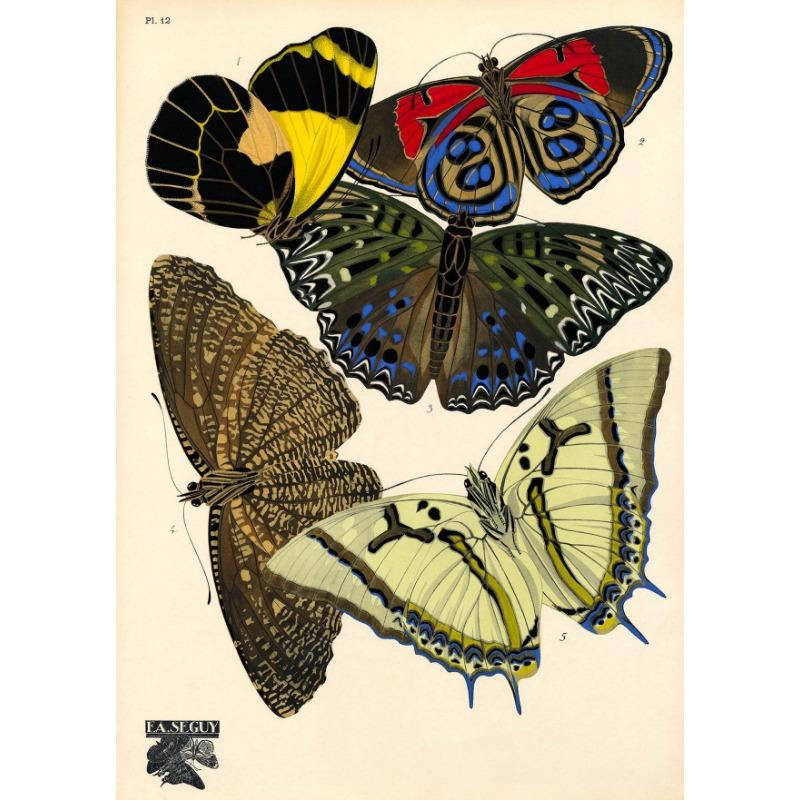 1924 Eugène Séguy Vintage Schmetterlingsillustration Poster Französisch Papillon Leinwandgemälde Natur Wandkunst Wohnzimmer Heimdekor