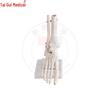 Taigui Medicine Foot Joint Anatomy Model