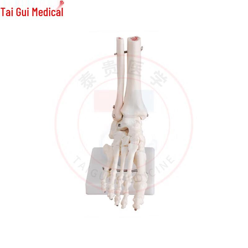 Taigui Medicine Foot Joint Anatomy Model