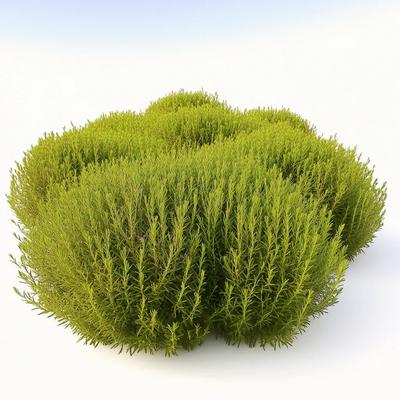 300 Ginster-Kochie-Samen, Sommerzypresse (Kochia scoparia) - Halbwilde Permakultur