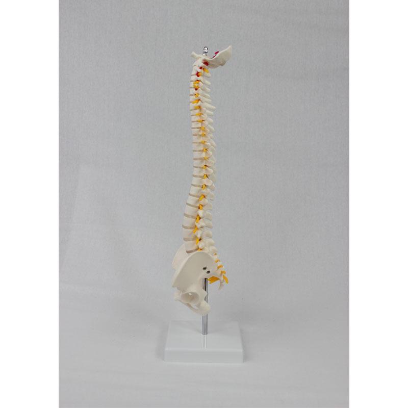Standing Human Skeleton Model with Medium Spine and Pelvis