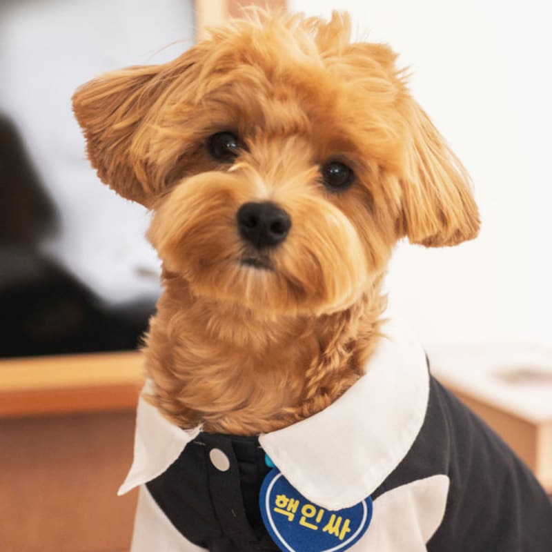 [Pet] Tie School Uniform L