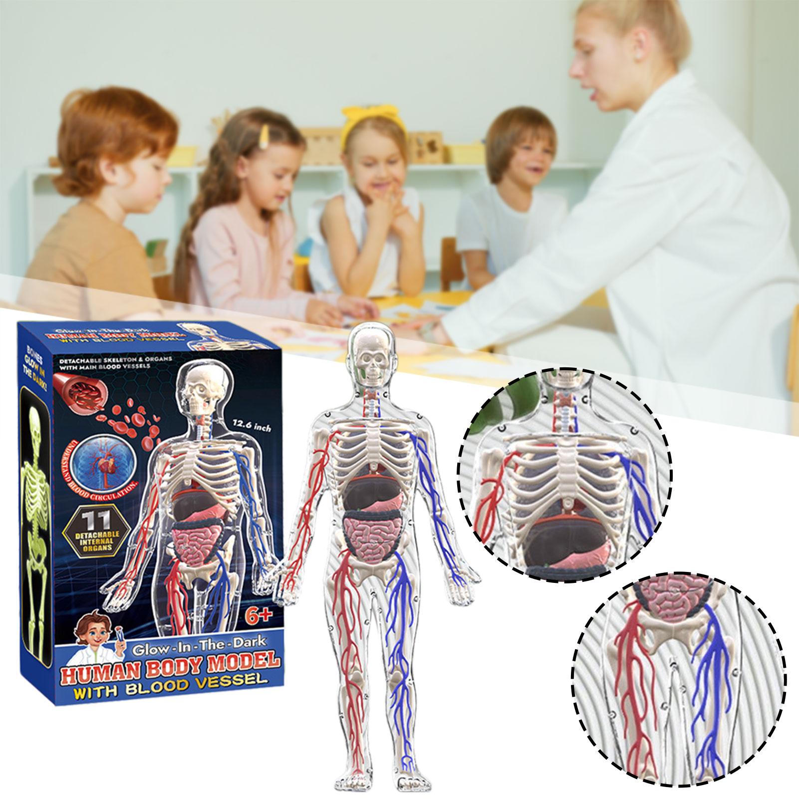 Transparent Human Body Structure Model With Glow-in-The-Dark Human Model For Classroom China Mainland