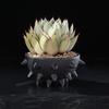 Hemispherical Ceramic Vase with Prickly Flower Pot Table Decoration Flowers Arrangement Floral Vases Room Aesthetic Decor