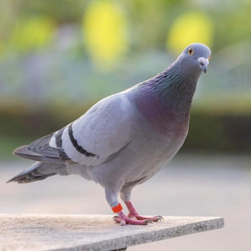 Fågelringar för husdjur Benmärkningar för fågelhantering Duvor Tillbehör Blandade färger Fågelbenringar Kläms på benet Anti-förlust X3UC