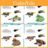 Realistic Pvc Red Eyed Frog Lifecycle Model Stunning Static Display For Nature Lovers