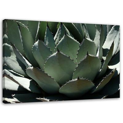 Canvas Print Succulent Plant Green