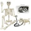 Halloween Dog Skeleton Man Decoration 90/165cm - Horror Prank for Haunted House or Escape Room