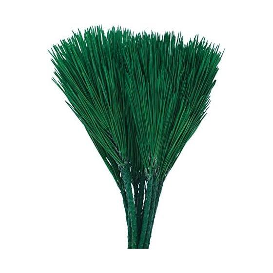 Daichi Farm Preserved Flower Miyako Pine Small Green Approximately L25.0~28.0cm 10 pieces DO003332-700