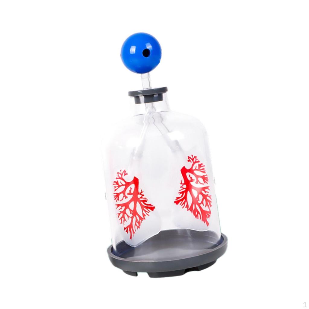 Kids Teaching Lung Demonstration Model Aid DIY Experiment Science Learning Educational Toy