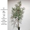 Olive Tree Potted Plant - Indoor Decor Simulation for Living Room