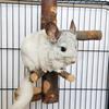 Yousheng Chinchilla Stand Exercise Training Play Ground Natural Wood Small Animal Climbing Platform Pet