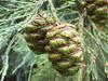 10 SEEDS OF GIANT SEQUOIA - FRESH SEEDS