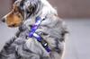 GUARD HARNESS for pulling medium terrier dog / 20 Ukory NASA