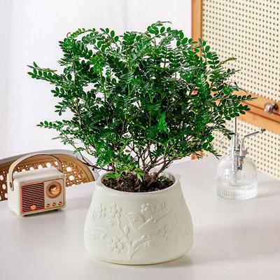 Mini Self Watering Flower Pot Fish Tank Transparent Plastic Plant Pots Self Watering Planter Pot Vase For Home Decoration