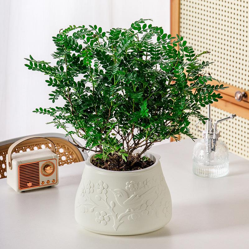 Mini Self Watering Flower Pot Fish Tank Transparent Plastic Plant Pots Self Watering Planter Pot Vase For Home Decoration
