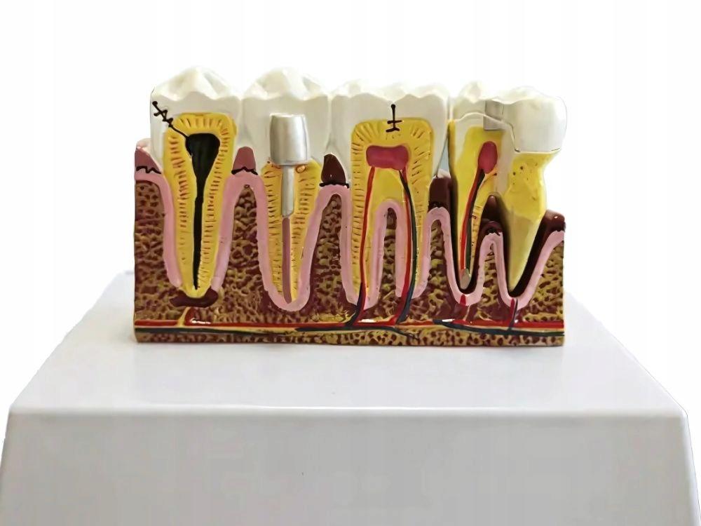 Anatomical Tooth Model (16)