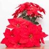 2 Bundles Christmas Artificial Poinsettia Bouquets 7 Heads Fake Flowers Ornaments For Christmas