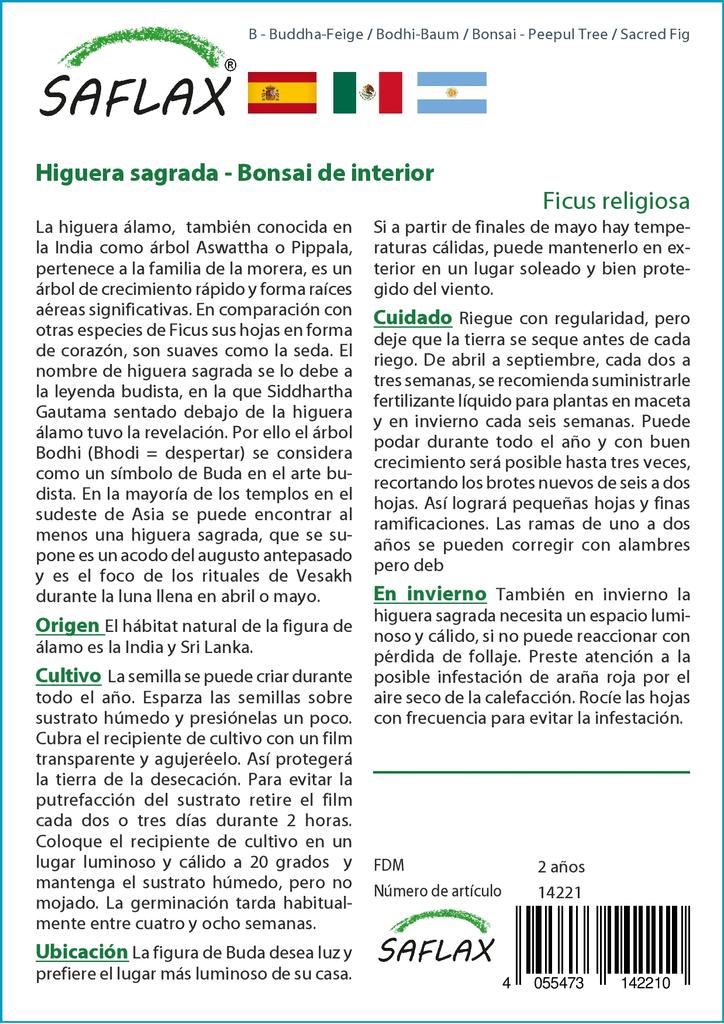 SAFLAX Bonsai - Peepul Tree / Sacred Fig - 100 Seeds - Ficus Religiosa