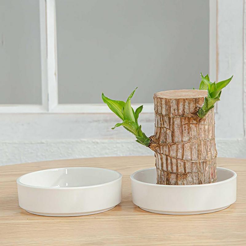 Brazilian Wood Pallet White ABS White Ceramic Tray For Hydroponic Plant Plant Pot Base Brazilian Wood Tray Jewelry Tray Dish
