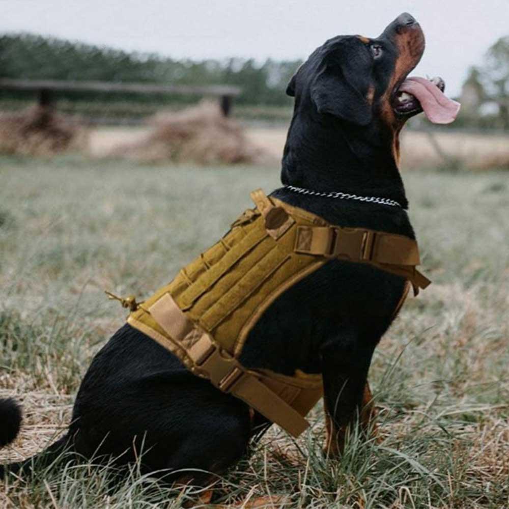 rescue in training dog vest