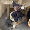 Süße Schwarze Deutsche Katze Puppe Große Ohren Lockige Katze Cartoon Katze Plüschtier Puppe Geschenk Puppe
