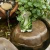 Garten-Froschstatue für den Außenbereich, sitzende Haltung, dekorative Rasenskulptur, Harzmaterial, langlebig, wetterfest für Terrassen- und Hofdekoration