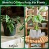 2/4/6Pcs New Plant Climbing Moss Poles Plastic Adjustable Height Plants Growing Support Stand  Indoor Plant Stake Growing Pole