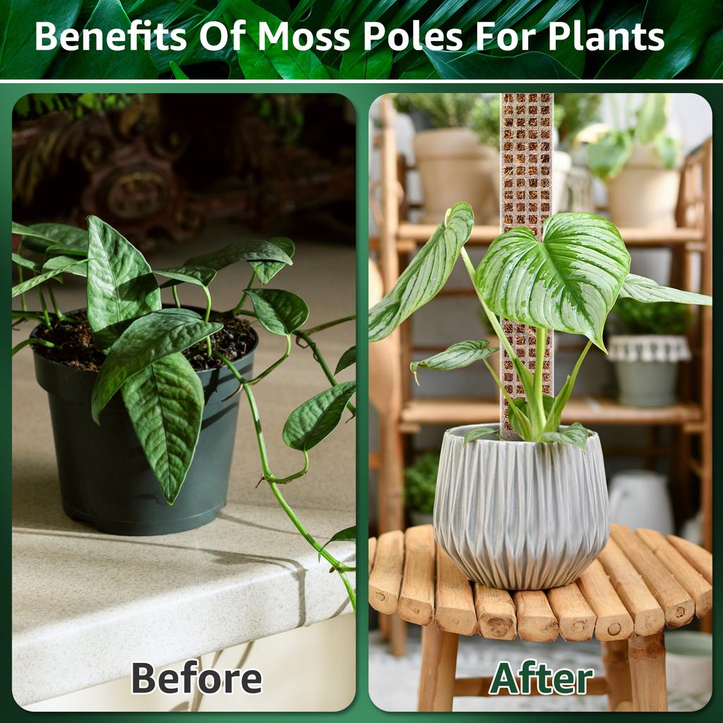 2/4/6Pcs New Plant Climbing Moss Poles Plastic Adjustable Height Plants Growing Support Stand  Indoor Plant Stake Growing Pole
