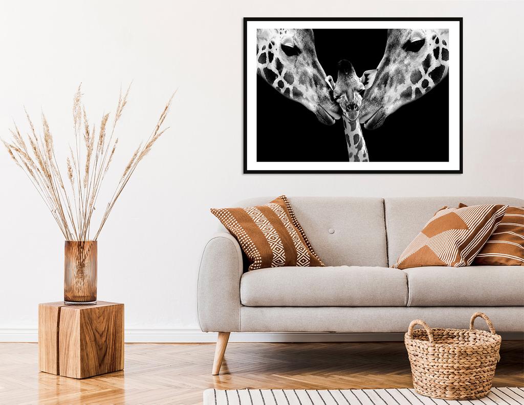 Obraz plakat w ramie 33x43 cm żyrafy p2257