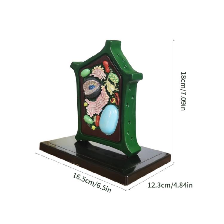 Plant Anatomy Model Biology Science Model Plant Cell Model Biology Learning Aid for Classroom Display