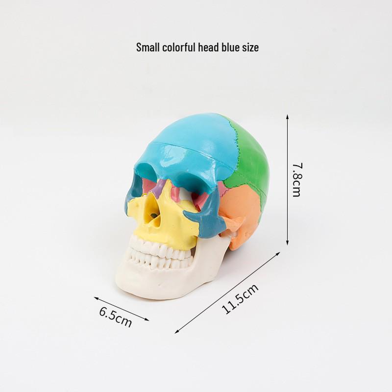 Dental Simulation Skull Model: Multi-Functional Teaching Aid with Detachable Color-Coded Bones