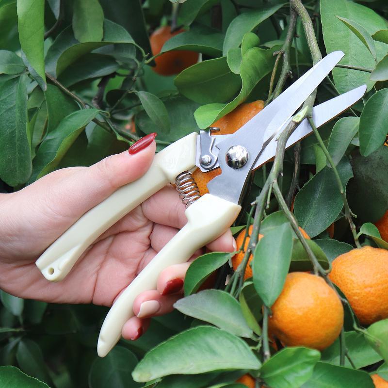 Stainless Steel Pruning Shears for Fruit, Flowers, and Branches - Ideal Gardening Grafting Tool