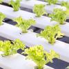 20/50Pc Soilless Seed Grow Nursery Pot Root Starter Hydroponic Soils Seedling Tray Pods Kit Agricultural Growing System Supplies Set