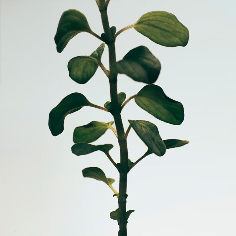 Loewe Fragranced Body Lotion 360ml