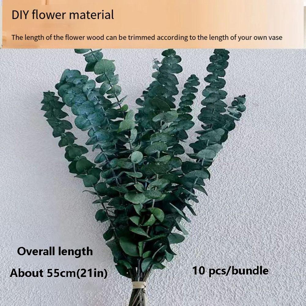 10 Pcs Real Leaves Hanging Dried Eucalyptus Large Preserved Eucalyptus Stems  Shower Hanging