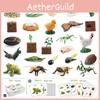 25 Piece Realistic Insect Life Cycle Card Set With Detailed Pvc Models For Kids Learning