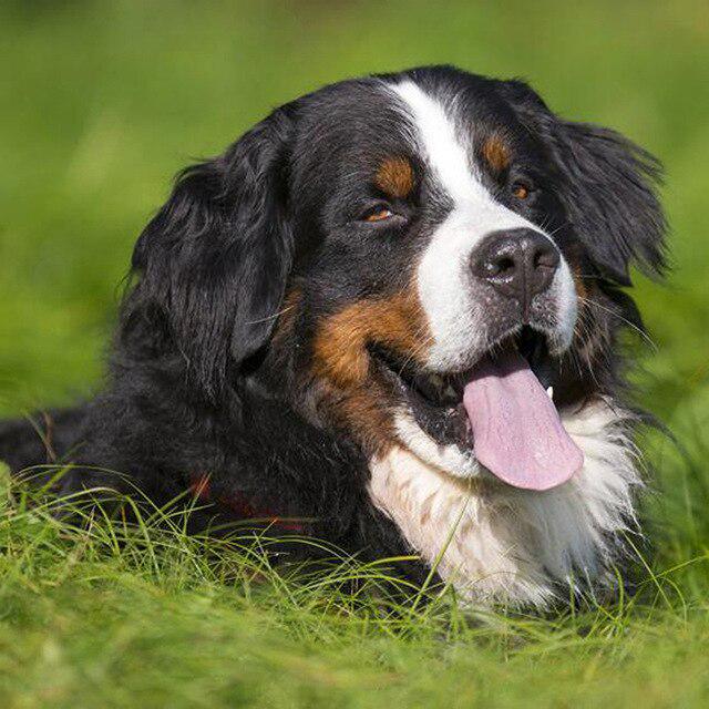 Animal DIY 5D Diamond Painting Full Round Drill Rhinestones Mosaic Pet Dog Diamond Embroidery Cross Stitch Home Decoration