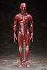 figma Human Body Model, Non-Scale, ABS & PVC, Painted, Movable Figure, F51042