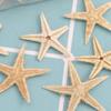for Wedding Decor Beach Theme Party, Home Decorations,crafts, Fish Tank Landscape