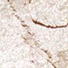 Naming Fluffy Baked Highlighter 5 Colors (+ Brush Free)